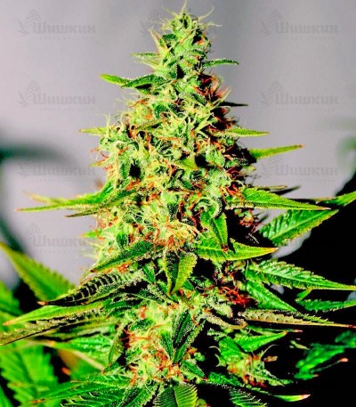 Acapulco Gold (Barney's Farm) семена конопли