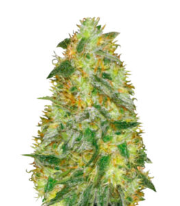 Auto Original Limonade Skunk (Victory Seeds) семена конопли