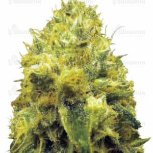 Blow Dream fem (Victory Seeds) семена конопли