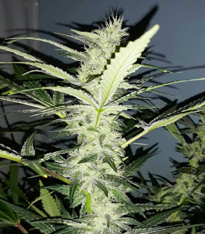Boy Scout Cookies fem (Kalashnikov Seeds) семена конопли — изображение 3