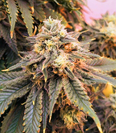 Boy Scout Cookies fem (Kalashnikov Seeds) семена конопли — изображение 4