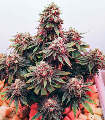 Boy Scout Cookies fem (Kalashnikov Seeds) семена конопли — изображение 5