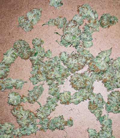 Boy Scout Cookies fem (Kalashnikov Seeds) семена конопли — изображение 6