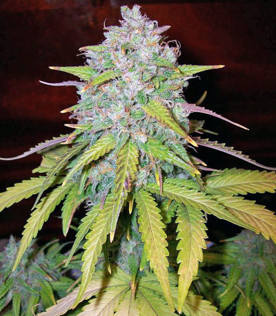 Cream Caramel Auto (Sweet Seeds) семена конопли — изображение 3