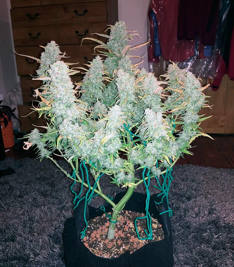 Green Crack auto (FastBuds) семена конопли — изображение 5