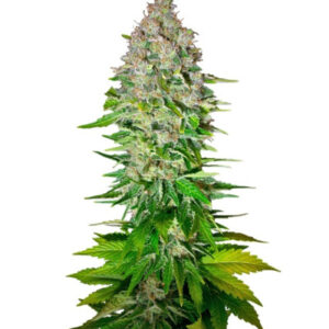 Jack 47 F1 Fast Version (Sweet Seeds) семена конопли