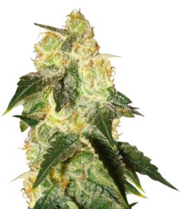 Pakistan Ryder auto fem (World of Seeds) семена конопли