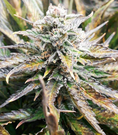 Sugar Black Rose Early Version fem (Delicious Seeds) семена конопли — изображение 3