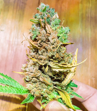 Sugar Black Rose Early Version fem (Delicious Seeds) семена конопли — изображение 5