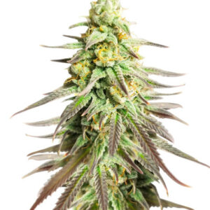 Sugar Black Rose Early Version fem (Delicious Seeds) семена конопли