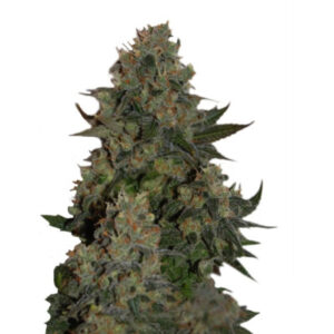 Tutankhamon (Pyramid Seeds) семена конопли