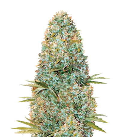 Семена сорта Amnesia Haze fem (Victory Seeds)