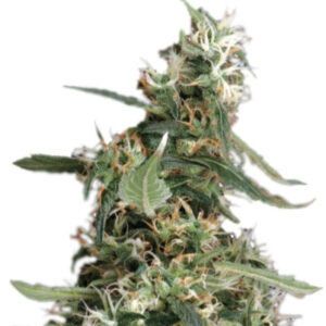 Arjan's Ultra Haze #1 fem (GHS) семена конопли