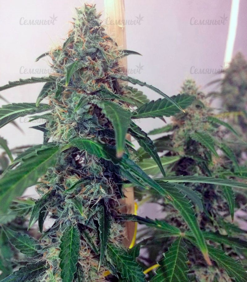 Семена сорта Afghan Kush X White Widow (World of Seeds) — изображение 5