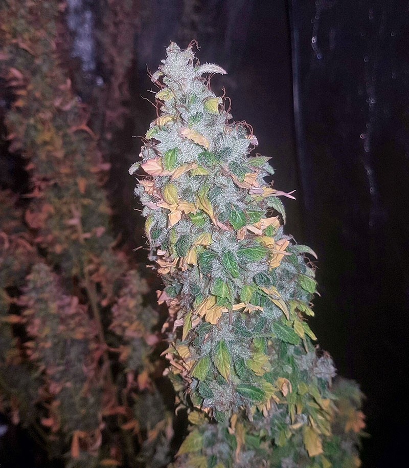 Семена сорта Afghan Kush X White Widow (World of Seeds) — изображение 6