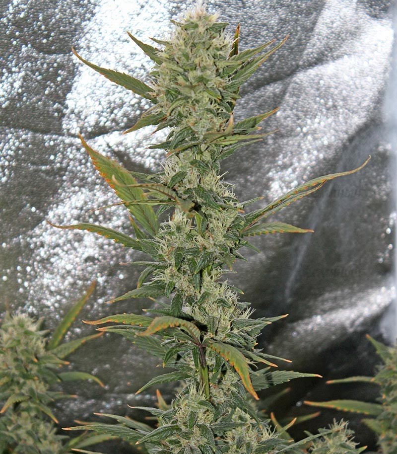 Семена сорта Eleven Roses (Delicious Seeds) — изображение 8