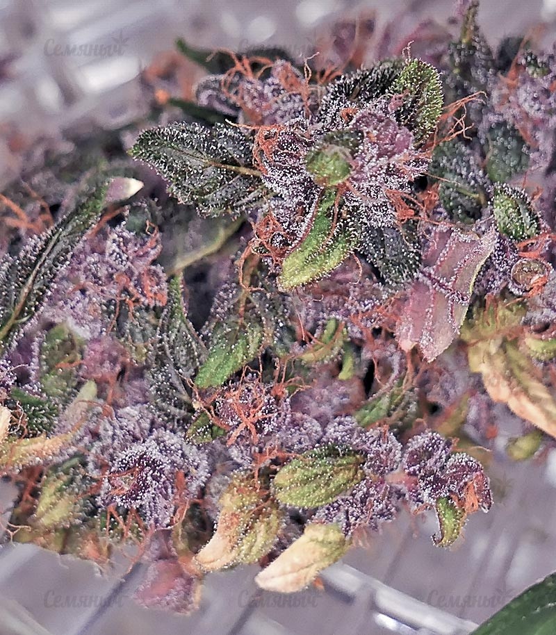 Семена сорта Eleven Roses (Delicious Seeds) — изображение 9