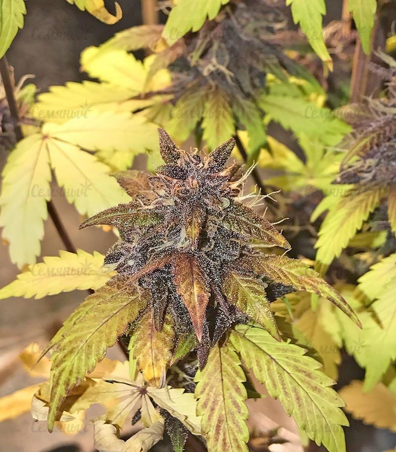 Семена сорта Eleven Roses (Delicious Seeds) — изображение 11
