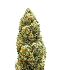 Семена сорта Bruce Banner Auto fem (Monster Genetics)