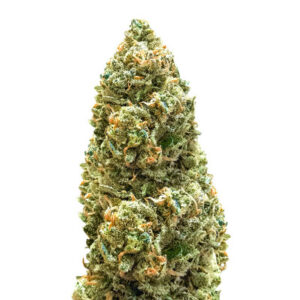 Семена сорта Bruce Banner Auto fem (Monster Genetics)