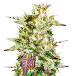 Caramelo Early Version fem (Delicious Seeds) семена конопли