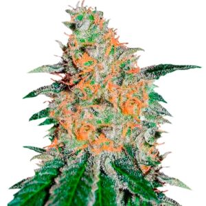 Семена сорта CBD JAM (Delicious Seeds)