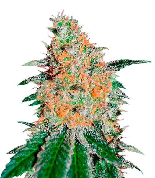 Семена сорта CBD JAM (Delicious Seeds)