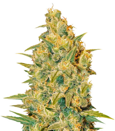 Семена сорта Critical Sensi Star (Delicious Seeds)
