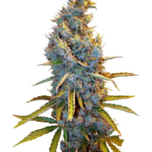 Семена сорта Cream Caramel F1 Fast Version (Sweet Seeds)