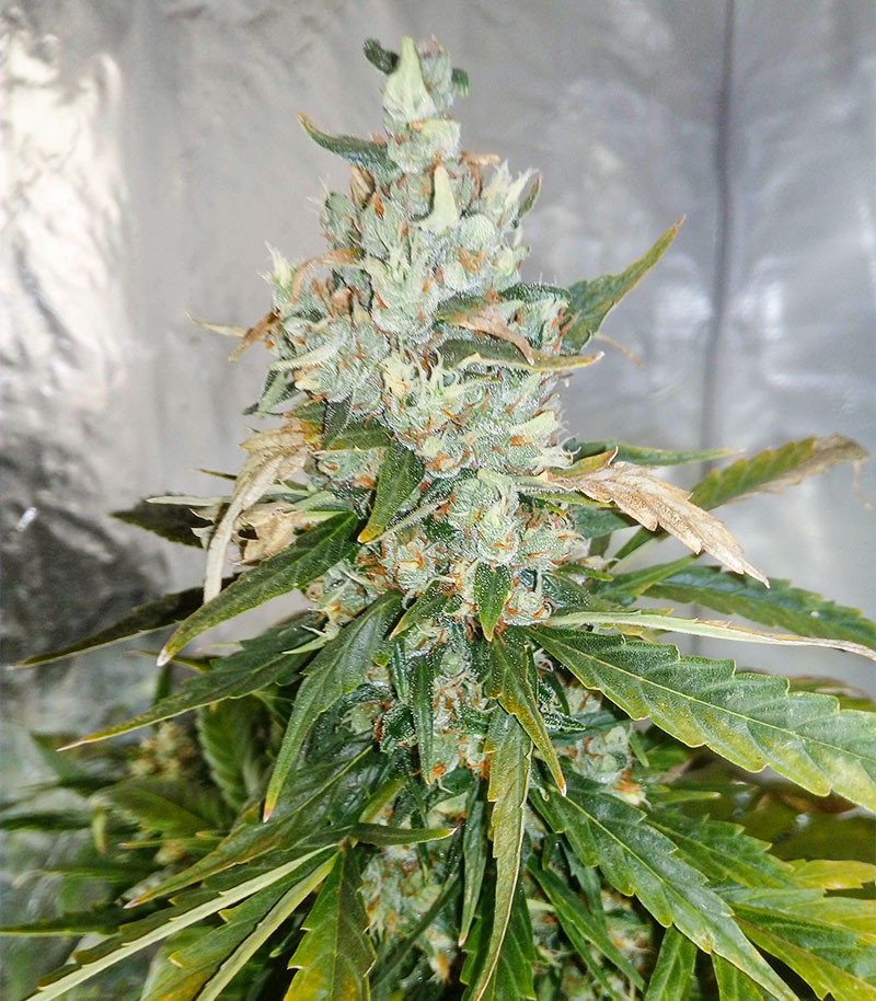 Critical Neville Haze Auto fem (Delicious Seeds) семена конопли — изображение 3