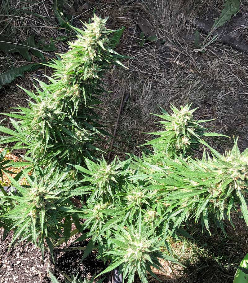 Critical Neville Haze Auto fem (Delicious Seeds) семена конопли — изображение 4