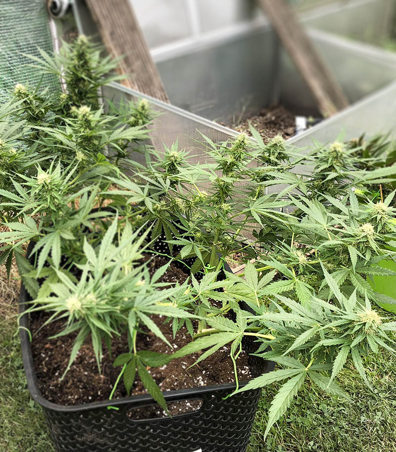 Critical Neville Haze Auto fem (Delicious Seeds) семена конопли — изображение 5