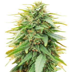 Deepforest Super Auto fem (Doctor's Choice) семена конопли