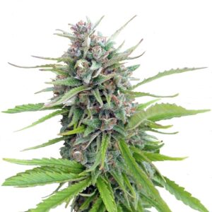 Семена сорта Exodus Cheese fem (GHS)