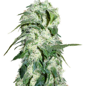 Семена сорта Himalaya Gold fem (GHS)