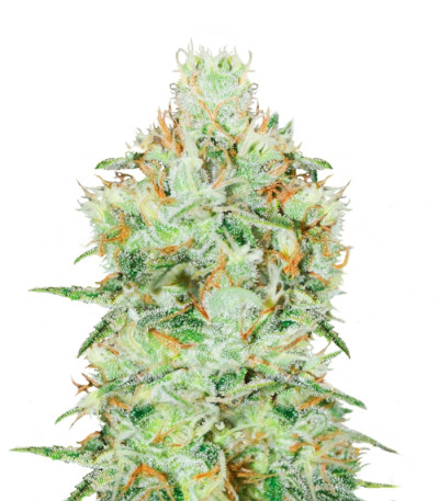 Семена сорта Jagg Kush fem (Delicious Seeds)