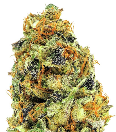 K.O. Kush fem (Heavyweight Seeds) семена конопли