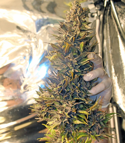 K.O. Kush fem (Heavyweight Seeds) семена конопли — изображение 5