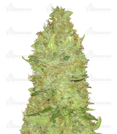 Семена сорта Misty Kush regular