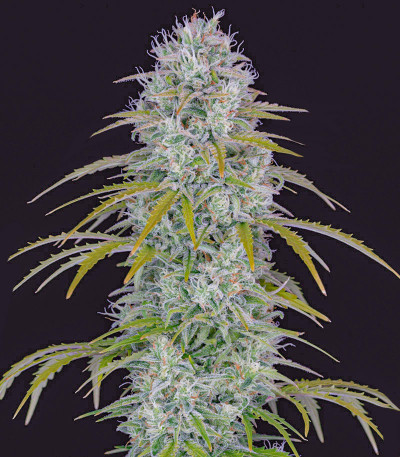 Семена сорта Orange Sherbet Auto fem (FastBuds) — изображение 4