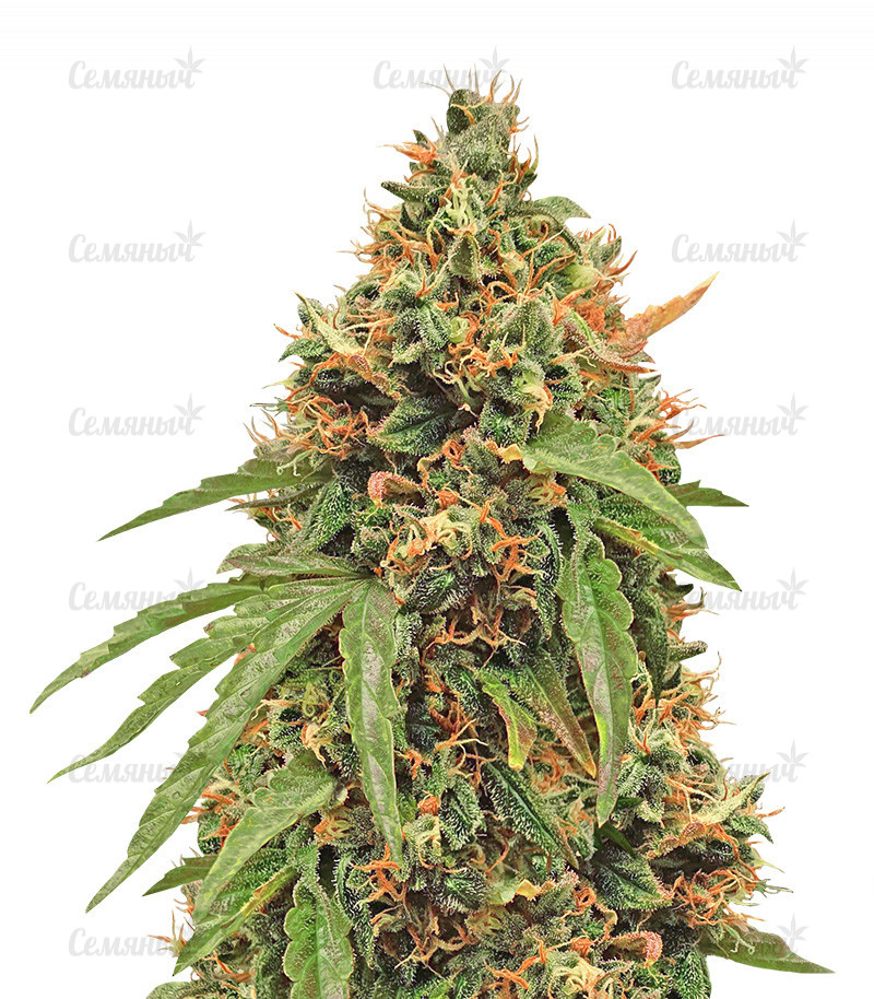 Семена сорта Devil Cream Auto (Sweet Seeds)