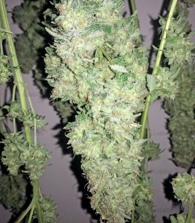 Семена сорта Snow White regular (Nirvana Seeds) — изображение 2
