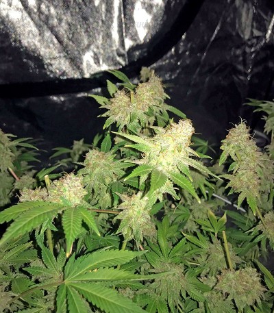 Семена сорта Snow White regular (Nirvana Seeds)