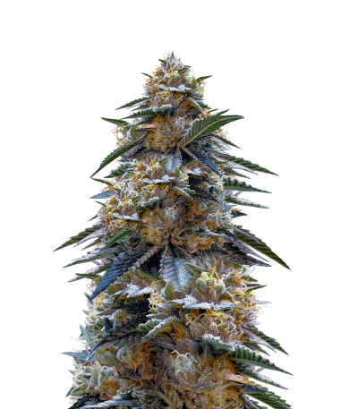 Семена сорта Tahoe Cure fem (Pyramid Seeds)