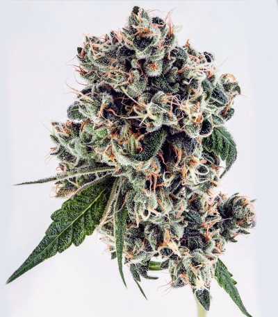 Семена сорта Tahoe Cure fem (Pyramid Seeds) — изображение 3