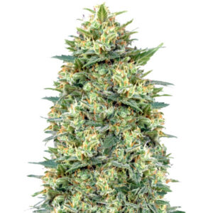 Семена сорта White Widow (00 Seeds)