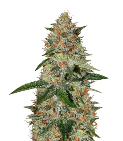 Delicious Candy Early Version fem (Delicious Seeds)