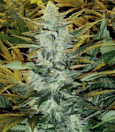 Семена сорта Lowryder auto fem (Doctor's Choise) — изображение 3