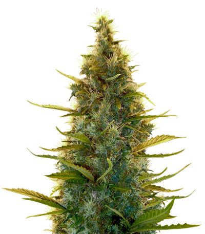Семена сорта Lowryder auto fem (Doctor's Choise)