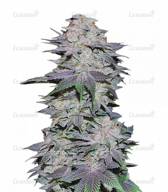 Семена сорта Eleven Roses (Delicious Seeds)
